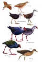 Vogelgids Birds of Oman | Bloomsbury