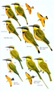 Vogelgids Birds of the Horn of Africa | Bloomsbury