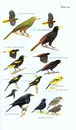 Opruiming - Vogelgids Field Guide to the Birds of Suriname | Brill