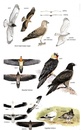 Vogelgids Birds of Mongolia - Mongolie | Bloomsbury