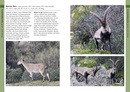 Natuurgids Mammals of Iberia | Bloomsbury