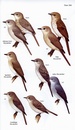 Vogelgids Birds of East Africa | Bloomsbury