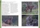 Natuurgids Mammals of Iberia | Bloomsbury