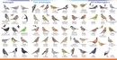 Natuurgids - Vogelgids Minigids Vogels van Nederland en België | KNNV Uitgeverij