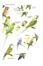 Vogelgids Birds of Japan | Bloomsbury