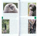 Natuurgids Pocket Photo Guide Mammals of South-East Asia | Bloomsbury