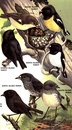 Vogelgids Birds of New Zealand | Collins