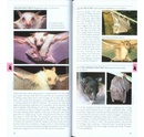 Natuurgids Pocket Photo Guide Mammals of South-East Asia | Bloomsbury