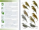 Vogelgids Field Guide to the Birds of East Africa - hardcover edition | Bloomsbury