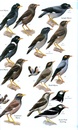 Vogelgids Birds of the Indian Subcontinent | Bloomsbury