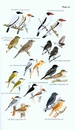 Vogelgids Field Guide to the Birds of Suriname | Brill