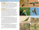 Vogelgids Birds of the Mediterranean | Helm