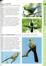 Vogelgids Birds of South Africa - Zuid Afrika | Helm