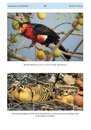 Vogelgids The Birds of Ghana - An Atlas and Handbook | Tauraco & Aves
