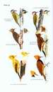 Vogelgids Field Guide to the Birds of Suriname | Brill