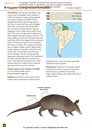 Natuurgids A Field Guide to the Larger Mammals of South America | Princeton University Press