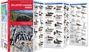 Vogelgids Atlantic Canada Birds | Waterford Press
