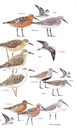 Vogelgids Birds of Cyprus | Christopher Helm