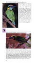 Vogelgids - Natuurgids Pocket Photo Guide Birds of Java, Sumatra and Bali | Bloomsbury