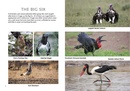 Vogelgids Kruger Birds | HPH Publishing