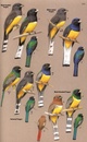 Vogelgids Birds of Central America | Princeton University Press