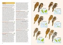 Vogelgids Birds of the Indonesian Archipelago | Lynx