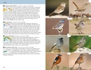 Vogelgids Birds of the Mediterranean | Helm