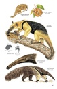 Natuurgids Pocket Guide to the Mammals of Costa Rica | Comstock Publishing Associates