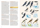 Vogelgids Birds of the Indonesian Archipelago | Lynx