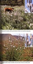 Natuurgids Wild Flowers of the Mediterranean | John Beaufoy