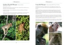 Natuurgids A Naturalist's Guide to the Mammals of Southeast Asia | John Beaufoy