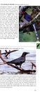 Vogelgids Pocket Photo Guide Birds of Sri Lanka | Bloomsbury