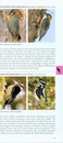 Vogelgids Pocket Photo Guide Birds of Costa Rica | Bloomsbury