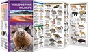 Natuurgids - Vogelgids Yellowstone Wildlife | Waterford Press