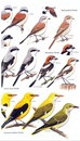 Vogelgids Birds of Seychelles - Seychellen | Bloomsbury