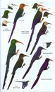Vogelgids Birds of western Africa  | Bloomsbury