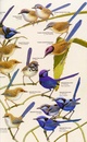 Vogelgids Birds of Australia | Christopher Helm