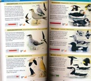 Vogelgids Vogelgids en checklist Vogels van Texel | NatuurDigitaal