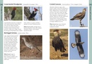 Vogelgids Birds of Uruguay | Bloomsbury