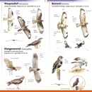 Vogelgids Minigids Roofvogels van Nederland en België | KNNV Uitgeverij