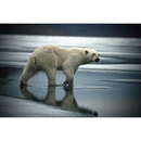 Fotoboek Arctica | teNeues