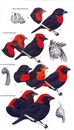 Vogelgids Birds of Ghana | Bloomsbury