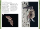 Natuurgids Mammals of Iberia | Bloomsbury