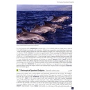 Natuurgids Europe's Sea Mammals Including the Azores, Madeira, the Canary Islands and Cape Verde | Princeton University Press