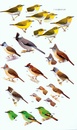 Vogelgids Birds of South-East Asia | Bloomsbury
