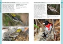 Vogelgids Birds of the Lesser Antilles | Helm