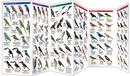 Vogelgids Brazil Birds - Brazilië | Waterford Press