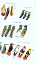 Vogelgids - Natuurgids Birds of Aruba, Curacao and Bonaire | Christopher Helm