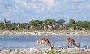Reisgids A Visitor’s Guide to Etosha National Park | Struik Nature