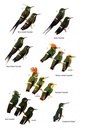 Vogelgids Birds of Ecuador | Bloomsbury